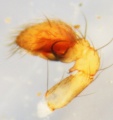 Pedipalpus