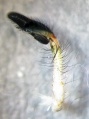 Pedipalpus, lateral
