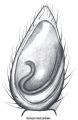 Pedipalpus