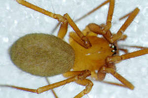 Saaristoa abnormis Wesloer Moor 2012-10-18 f dorsal.jpg