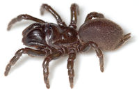Affinis Goennatal 08-03 02.jpg