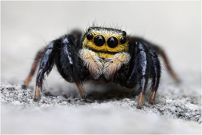 Euophrys sulphurea male frontal Schaefer.jpg