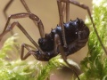 Weibchen