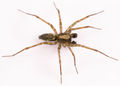 Histopona-torpedia MuenchenT 10-03 01.jpg