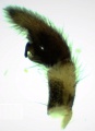 Pedipalpus