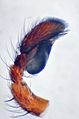 Pedipalpus