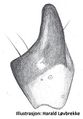 Tibialapophyse (links)