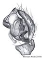 Pedipalpus