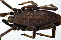 Trogulus Genin-110512.jpg