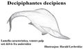 Lamella characteristica