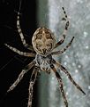 Larinioides sclopetarius Fam. Araneidae