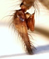 Pedipalpus