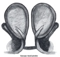 Vulva, dorsal