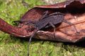 Trogulus martensi f.JPG