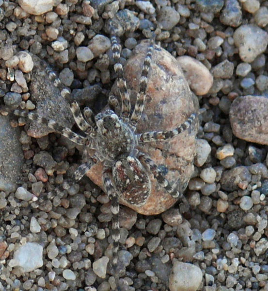 Datei:Arctosa-cinerea Sabine-Schumann 01.jpg