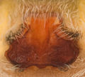 Epigyne