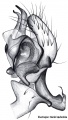 Pedipalpus