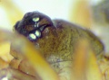 Kopf (Männchen)