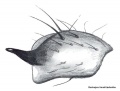 Tibialapophyse retrolateral