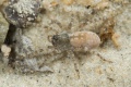 Jungtier, ca. 5 mm