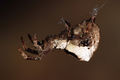 Hyptiotes-paradoxus-f.jpg