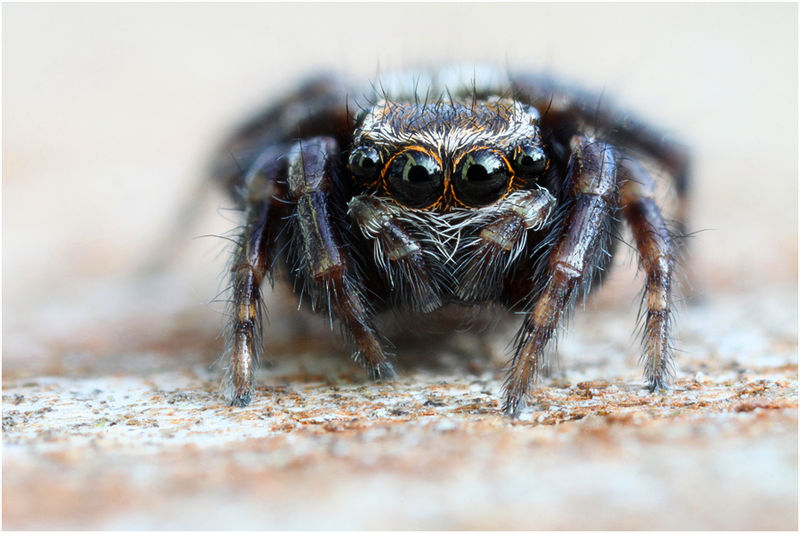 Datei:Pseudeuophrys obsoleta Female Frontal Schaefer.jpg
