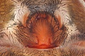 Epigyne
