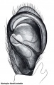Pedipalpus