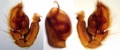Pedipalpus (spanisches Exemplar)