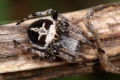 subadultes Männchen dorsal