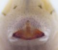 Epigyne