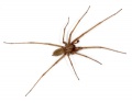 Tegenaria atrica male febr 600.jpg