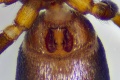 Epigyne