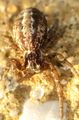S.lineatus1.JPG