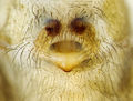 Epigyne