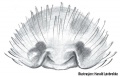 Epigyne