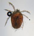 Larve einer Trombiculidae: modifiziert zum Blutsaugen und viel kleiner als Erwachsene.