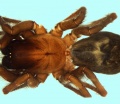 Coelotes pabulator female 20170406204948-e5ac464e-me.jpg