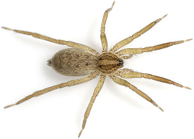Manicata Hufeisen 08-04 01.jpg