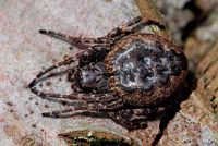 Nuctenea umbratica f (2).JPG