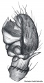 Pedipalpus retrolateral