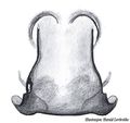 Epigyne