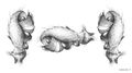 Pedipalpus verschiedene Sichten