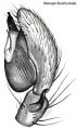Pedipalpus retrolateral