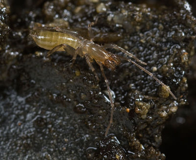 Stenochrus-cf-portoricensis Bot-Garten-Jena 12-02 07.jpg