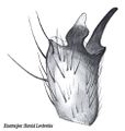 Tibialapophyse von unten gesehen