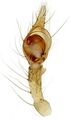 linker Palpus von ventral