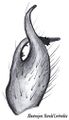 Tibialapophyse (rechts), von oben gesehen