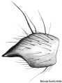Tibialapophyse