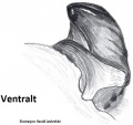 Terminalapophyse ventral